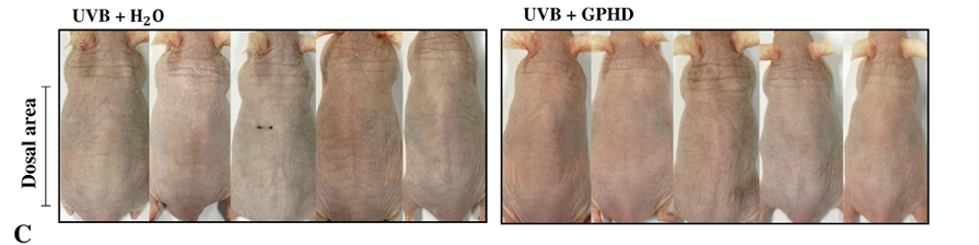 자외선 환경에서 물 섭취 그룹 대비 돌외잎 추출물 섭취 그룹의 생쥐 피부 상태 변화를 관찰한 실험 이미지