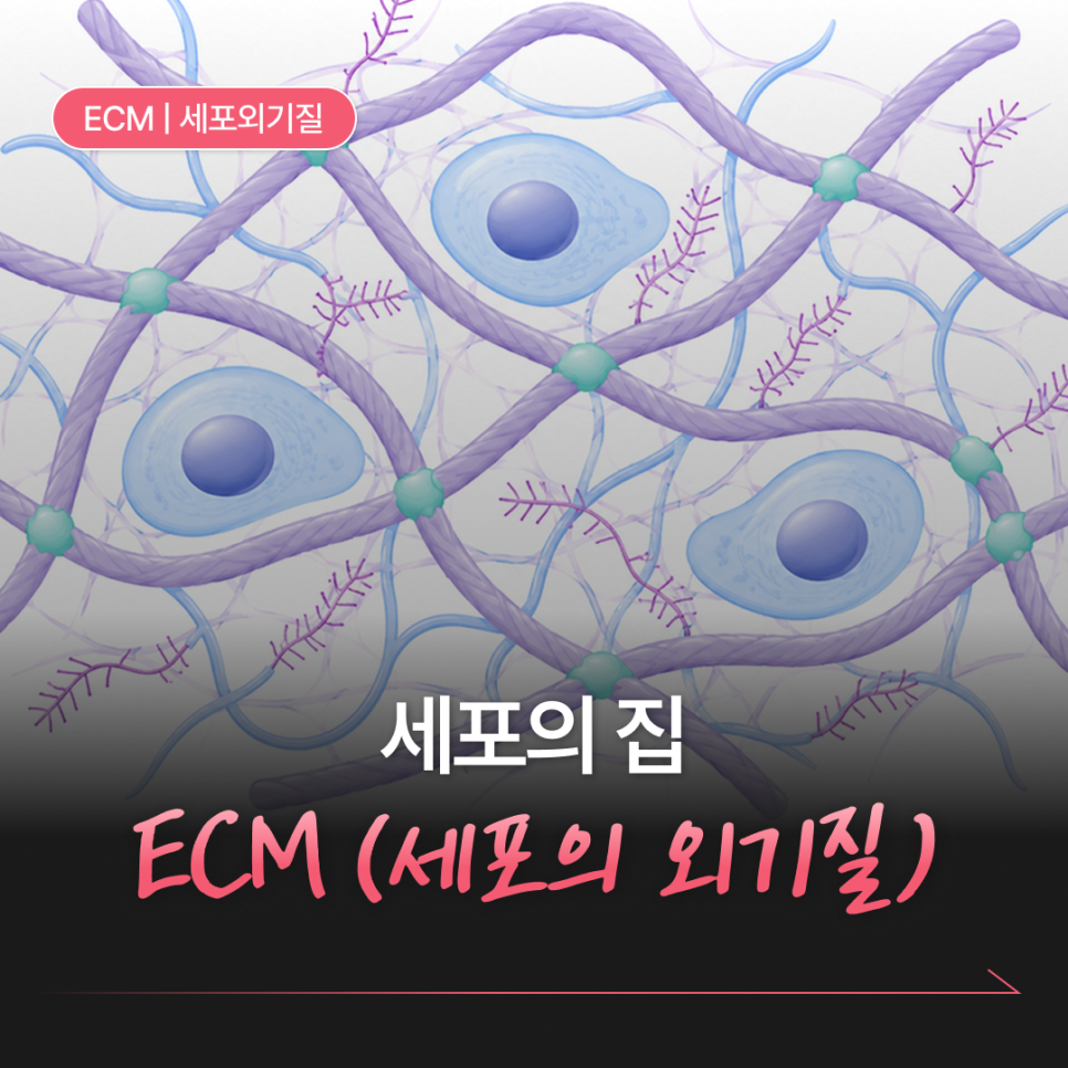 세포도 좋은 환경에서 살아야 합니다.'세포의 집' ECM 이란?
