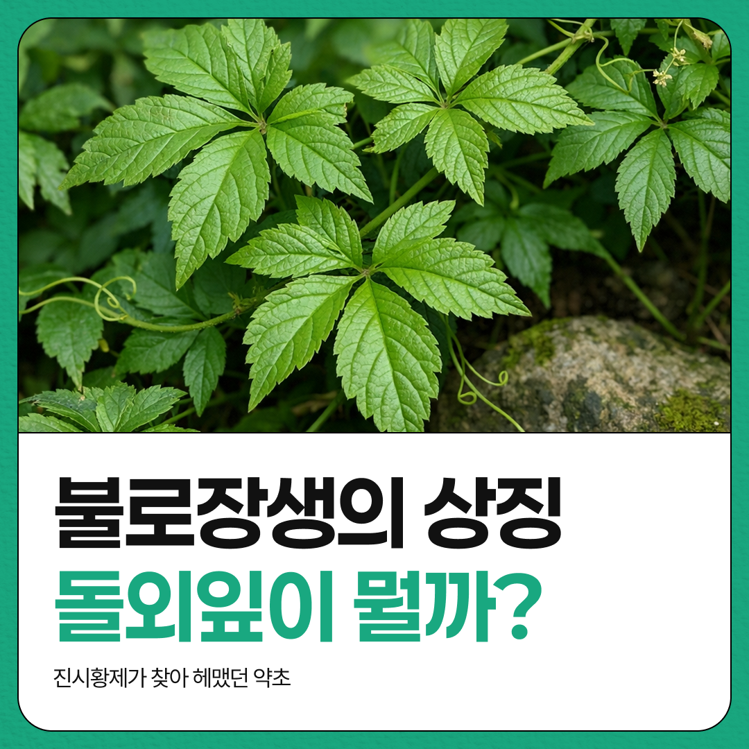 돌외잎차, 돌외잎 효능, 돌외잎, 진시황제 약초, 동의보감