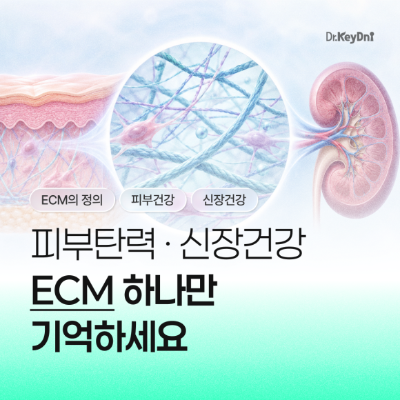 피부탄력, 신장건강과 ECM의 관계_썸네일