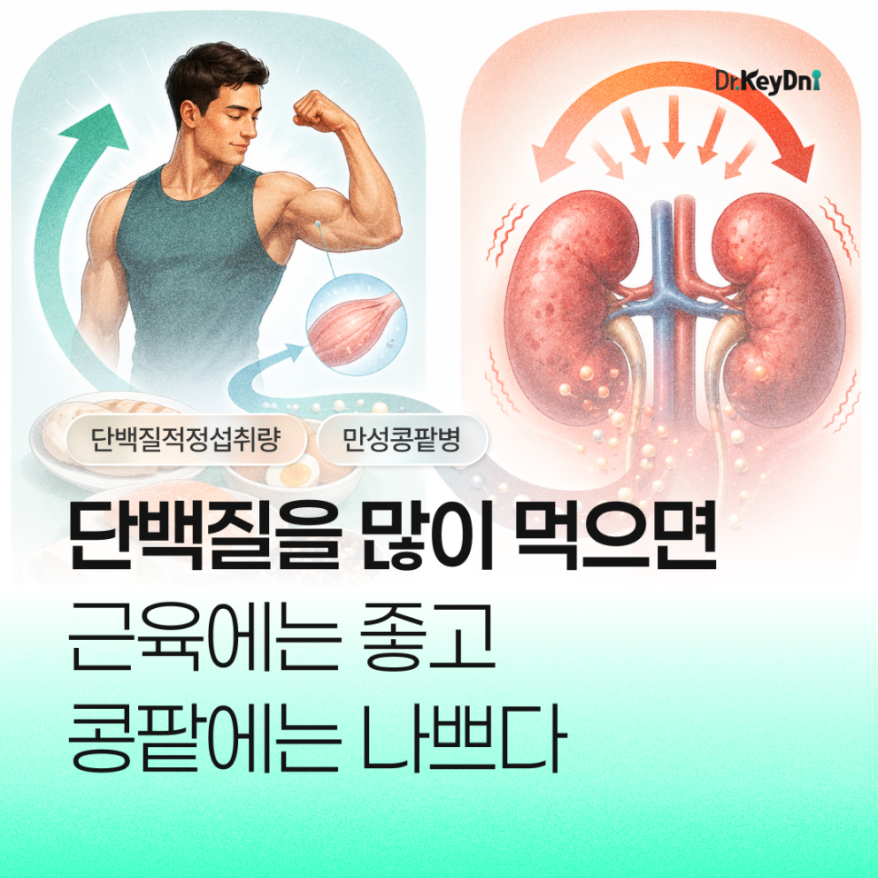 단백질 많이 먹으면 근육에는 좋고 콩팥에는 나쁘다_썸네일